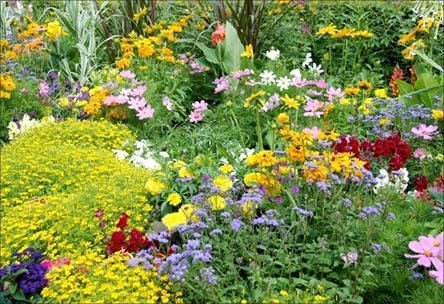 Choosing what to plant in your flower beds